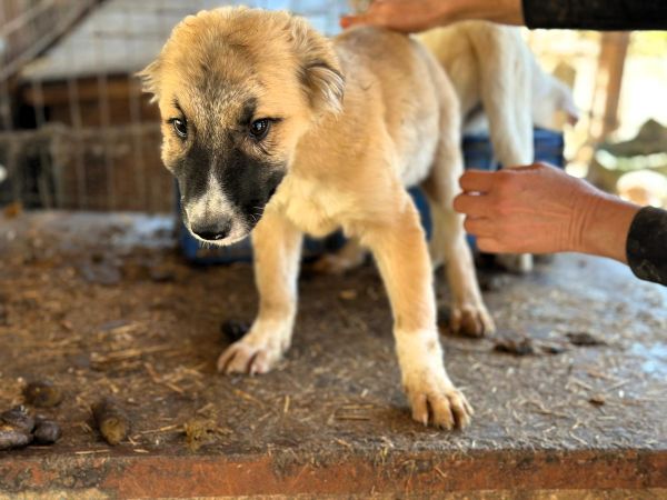 R1JPLK436/1 (♂) – Bild 4