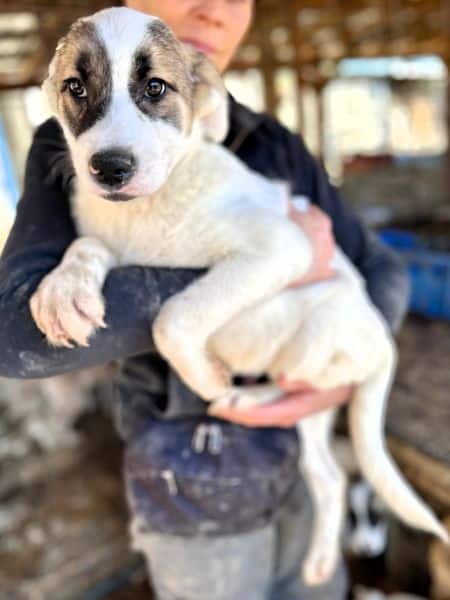 H2JPLK436/1 (♀) – Bild 4