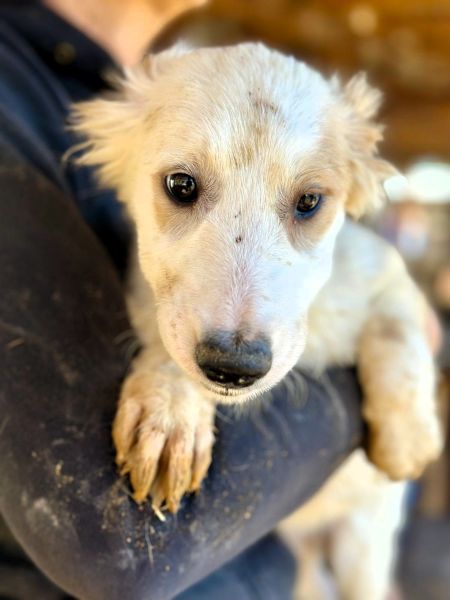 H4JPLK436/1 (♀) – Bild 4