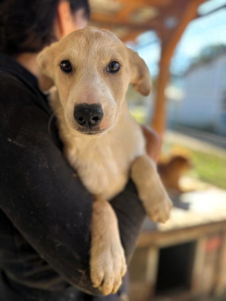 H5JPLK436/1 (♀) – Bild 4