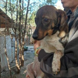 HANSA (♀) - NOTFALL - gebrochenes Bein - sollte zeitnah reisen!