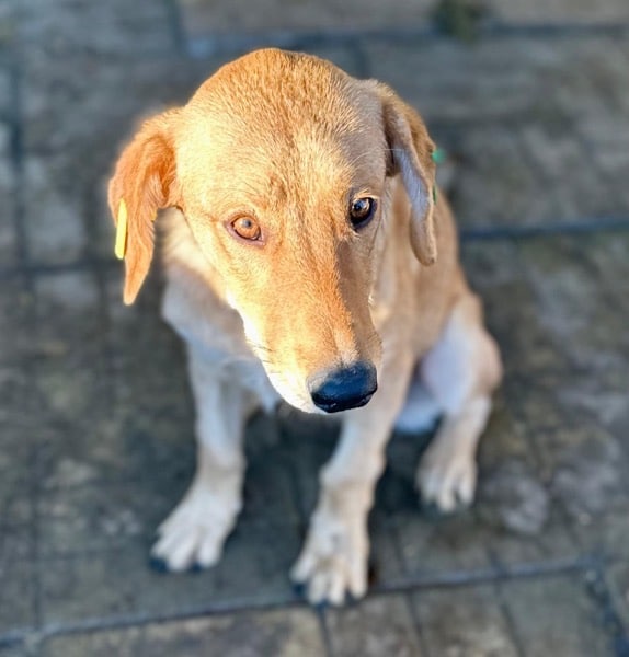 RUBIA (♀) – Bild 7