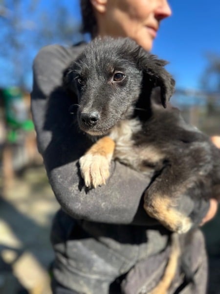 MAGOSCHA (♀) – Bild 2