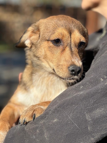 H9CCM4 (♀) – Bild 3