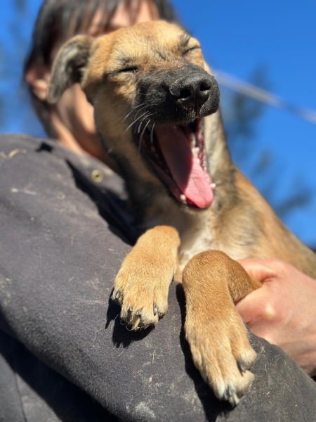 H7CCM4 (♀) – Bild 7