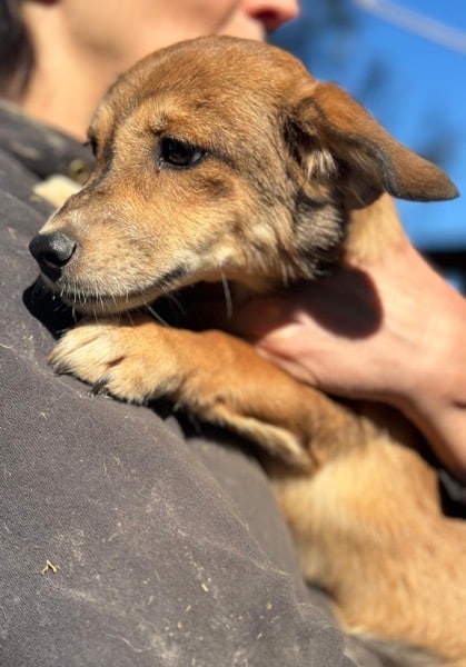 PEA (♀) – Bild 4