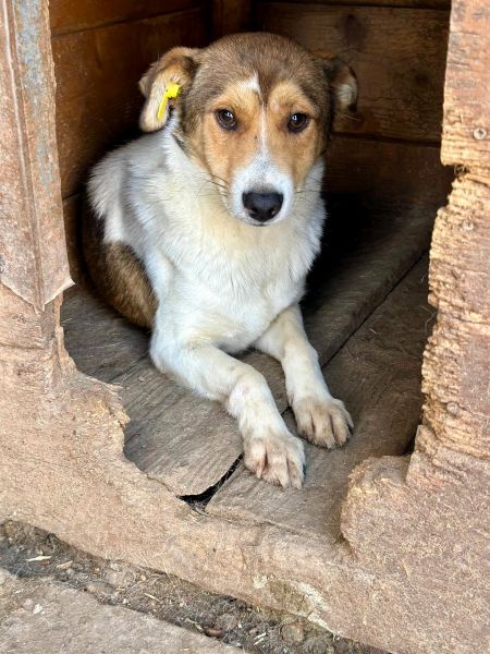 SIDNEY (♂) - Seelischer Notfall - kommt nicht gut zurecht im Shelter- sollte zeitnah reisen! - reist auf PDR PS im PLZ Bereich 55 (SD 26/10) – Bild 5