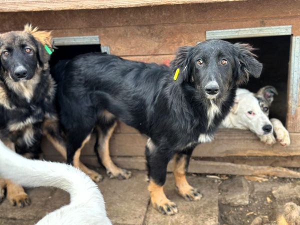 CHANTILLY (♀) – Bild 4