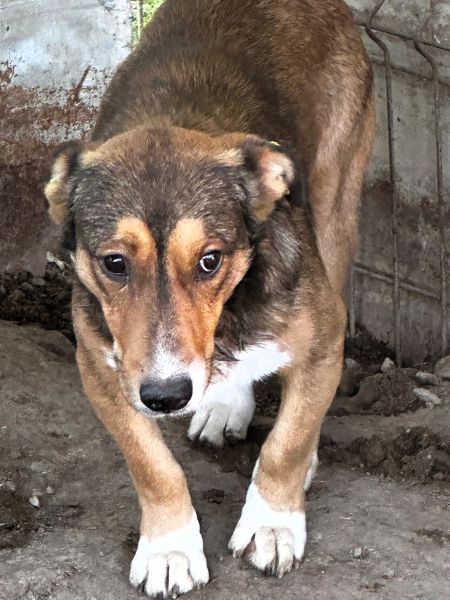 FRIEDL (♂) - Notfall - Angstschnapper - Mobbingopfer - muss schnell raus, um zu überleben! – Bild 5