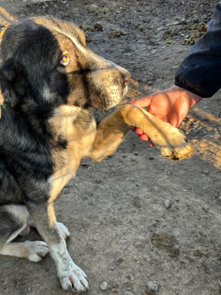 SANTIANO (♂) – Bild 4