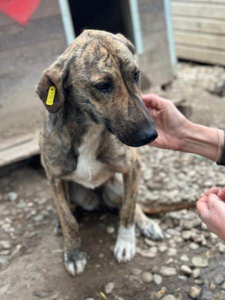 CARAMELA (♀) - reserviert Projekt Tierschutz (GC 28/10) – Bild 4