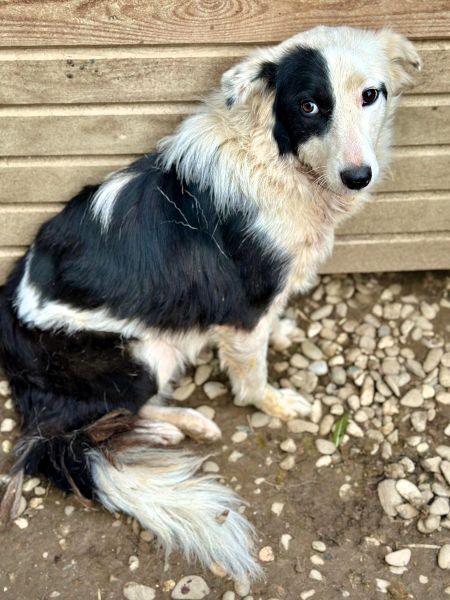 SILINA (♀) – Bild 5