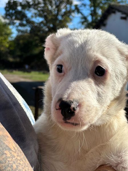 H1JPLK451 (♀) – Bild 5