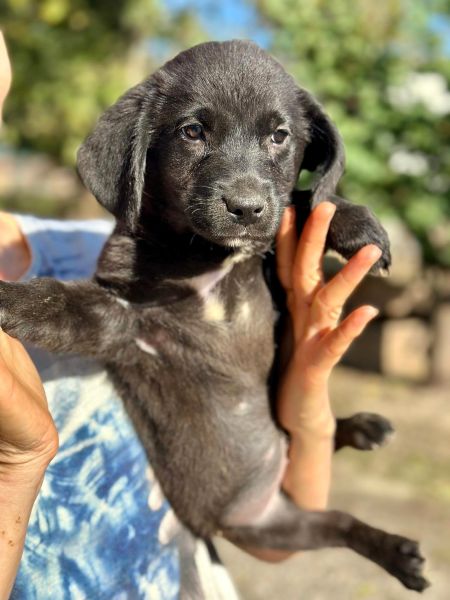 R1JPLK451 (♂) – Bild 5