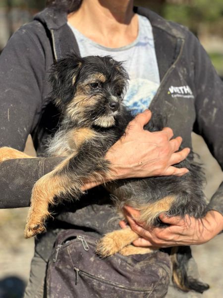 H1JPLK449 (♀) – Bild 5