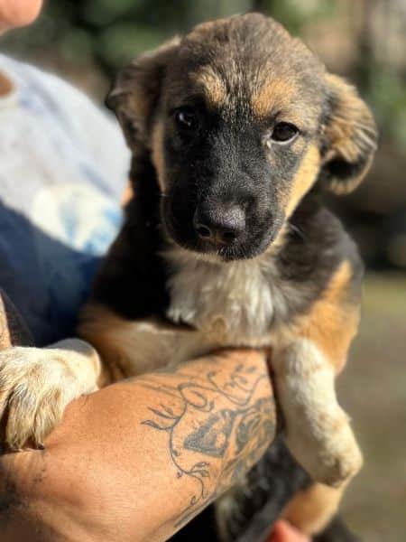 H2JPLK449 (♀) – Bild 5