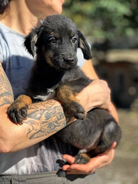 R1JPLK449 (♂) – Bild 5