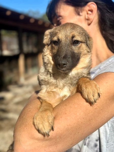 H4JPLK449 (♀) – Bild 5