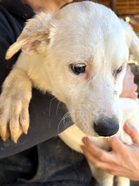 WOLKE (♀) - medizinischer Notfall - Cherry Eye - sollte zeitnah reisen! – Bild 5