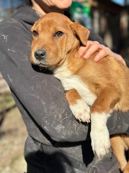 R5CCM4 (♂) – Bild 5