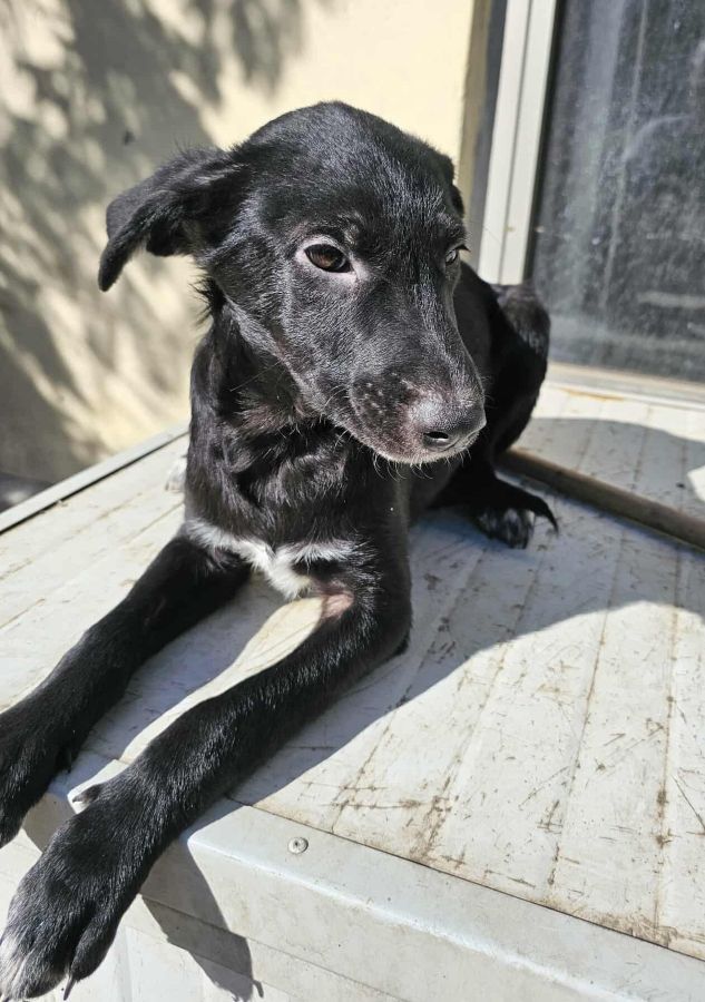 TAFITI (♂) – Bild 4