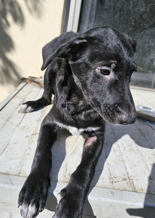 TAFITI (♂) – Bild 5