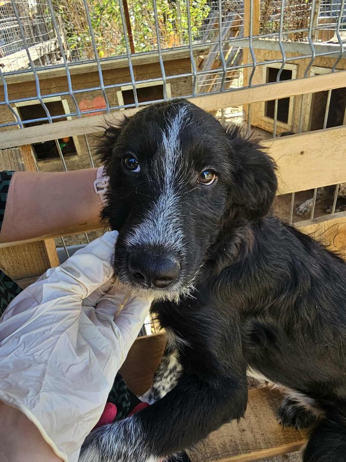 JASMIN (♀) – Bild 4