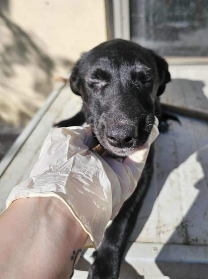 TAFITI (♂) – Bild 3