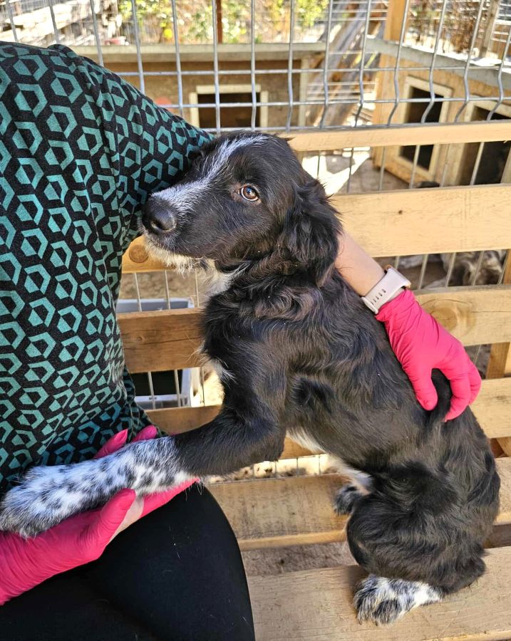 JASMIN (♀) – Bild 2