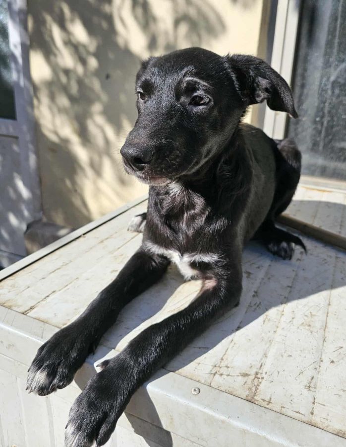 TAFITI (♂) – Bild 2