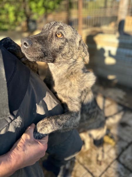 PHÖNIX (♂) – Bild 4