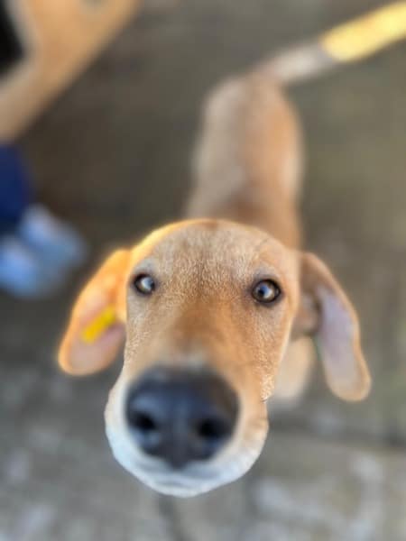 RUBIA (♀) – Bild 4