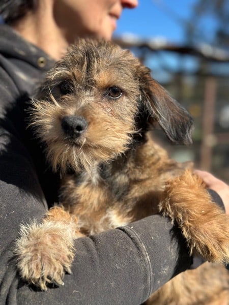 NICKY (♀) – Bild 4