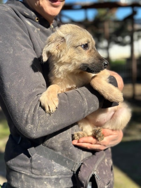 H6CCM4 (♀) – Bild 3