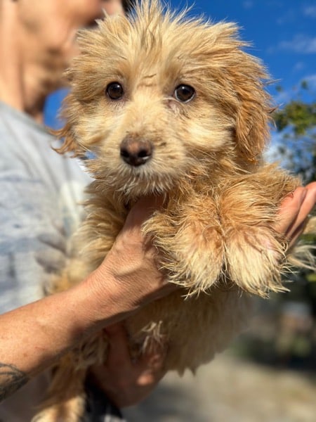 R2SKGY (♂) – Bild 2