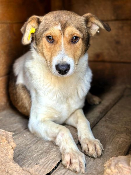 SIDNEY (♂) - Seelischer Notfall - kommt nicht gut zurecht im Shelter- sollte zeitnah reisen! - reist auf PDR PS im PLZ Bereich 55 (SD 26/10) – Bild 6