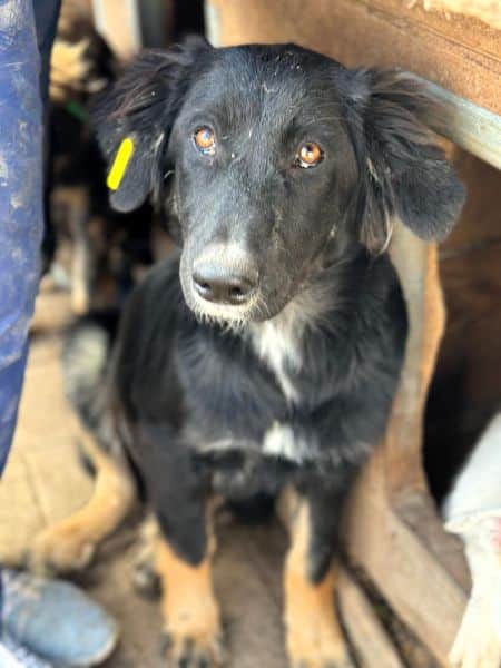 CHANTILLY (♀) – Bild 5