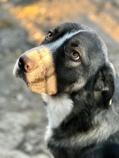 SANTIANO (♂) – Bild 5