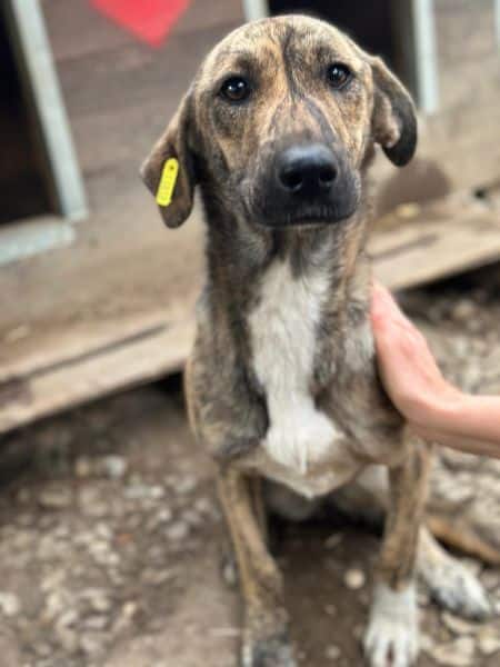 CARAMELA (♀) - reserviert Projekt Tierschutz (GC 28/10) – Bild 5