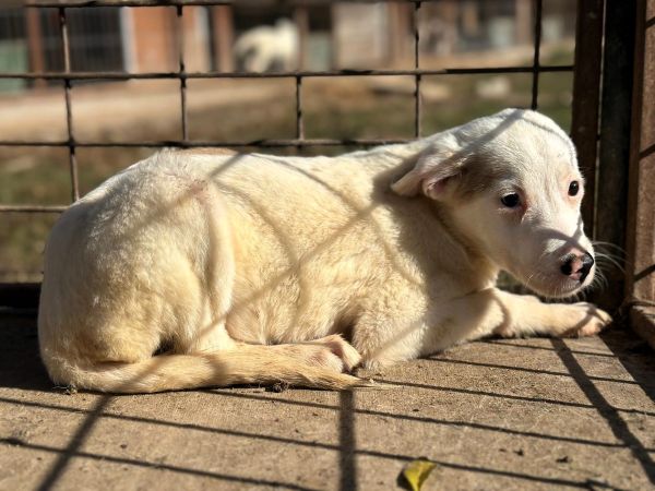 H1JPLK451 (♀) – Bild 6