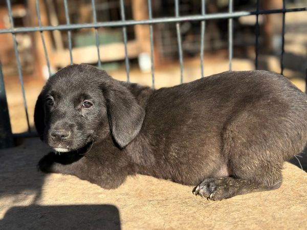 R1JPLK451 (♂) – Bild 6