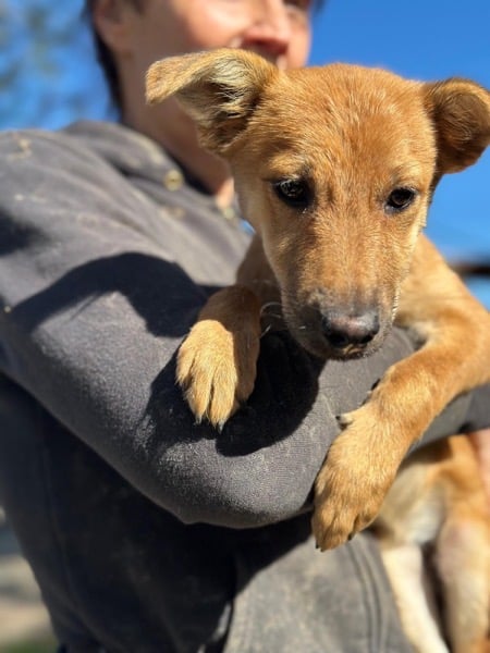 H3CCM4 (♀) – Bild 3