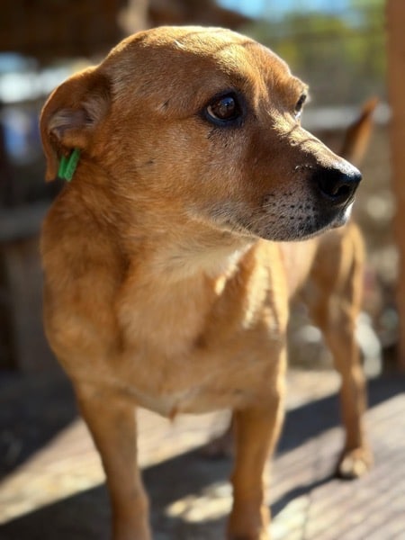 POMBÄR (♂) – Bild 2