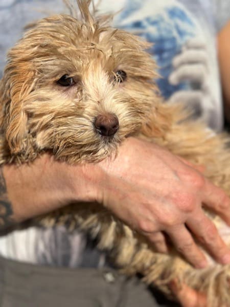 H1SKGY (♀) – Bild 4