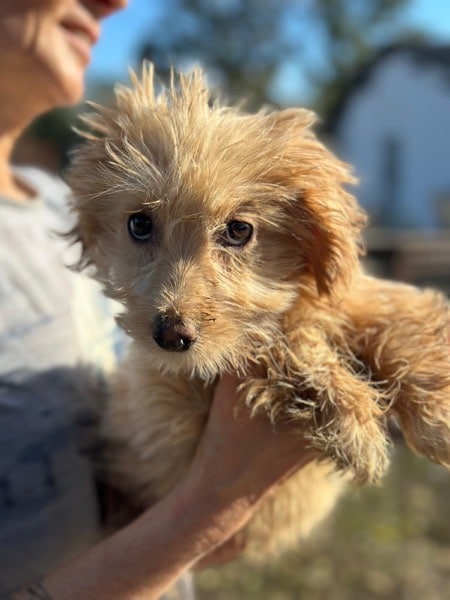 R2SKGY (♂) – Bild 3