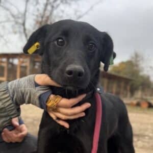 HILTON (♂) - I-LS (13.11)