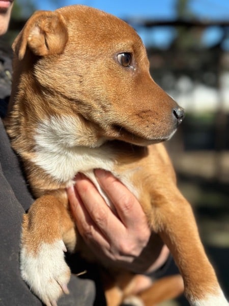 R5CCM4 (♂) – Bild 3