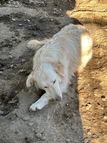 HEIDI (♀) – Bild 3