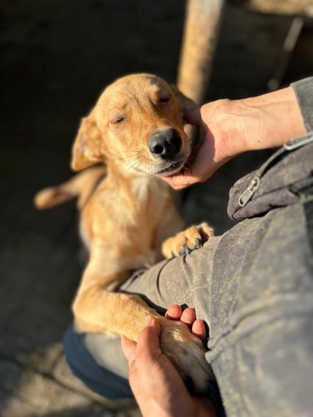 RUBIA (♀) – Bild 8