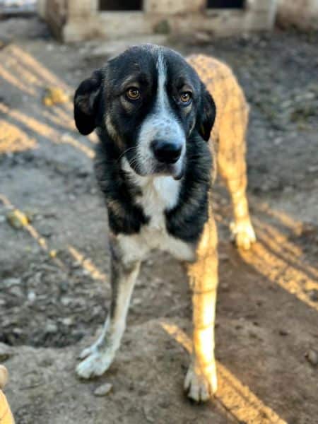 SANTIANO (♂) – Bild 6